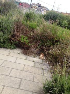 parco-magg.re-la-rosa-1 Segnalazione, Parco Magg.re La Rosa: "Hai un cane? Meglio non andarci"