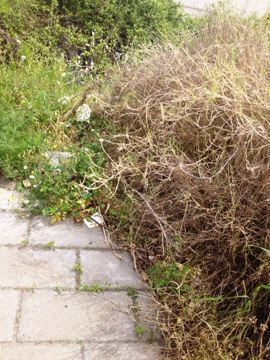 parco-magg.re-la-rosa-5 Segnalazione, Parco Magg.re La Rosa: "Hai un cane? Meglio non andarci"
