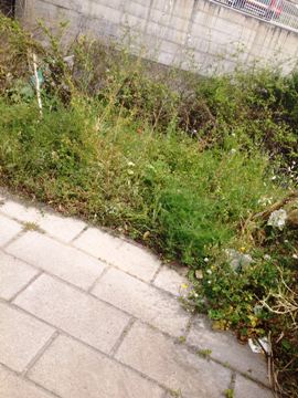 parco-magg.re-la-rosa-7 Segnalazione, Parco Magg.re La Rosa: "Hai un cane? Meglio non andarci"