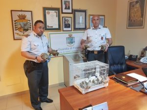 gdf-300x225 Sant'Agata Militello, contrasto al commercio illegale di fauna: la Gdf procede al sequestro di 27 testuggini e di 15 volatili
